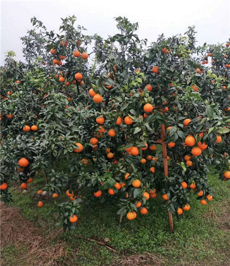 魏柑可能是這個(gè)季節(jié)最好吃的水果，90%的人都不知道