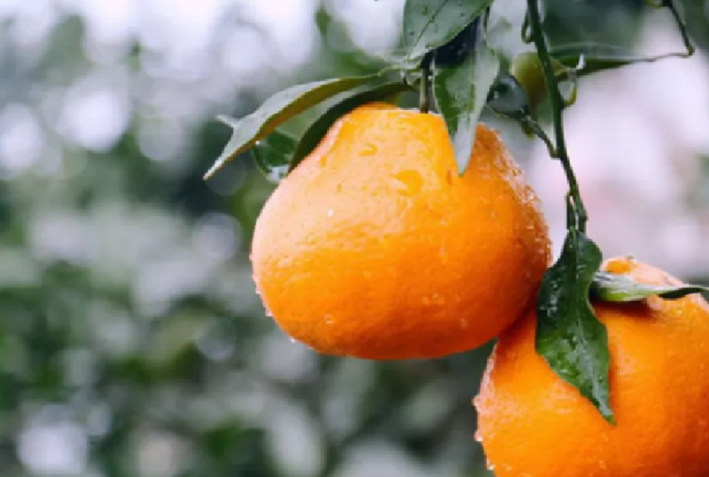 魏柑2號2.png 魏柑2號2.png