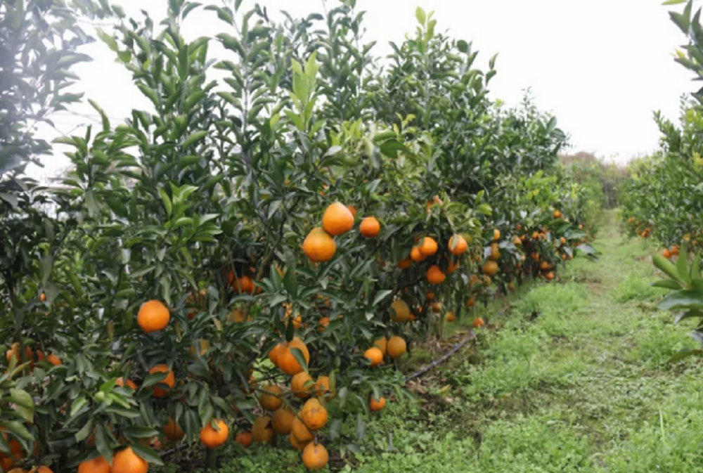 魏柑2號3.png 魏柑2號3.png